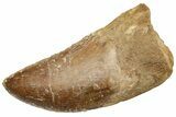Serrated, Carcharodontosaurus Tooth - Real Dinosaur Tooth #225488-1